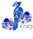 tracy blue jay
