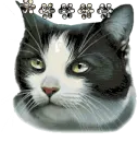 tracy cat