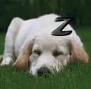 sleeping dog