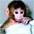 Monkeys