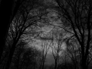 Twilight Trees