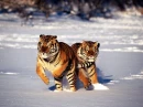snowtigers