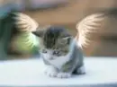 cute cats