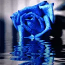 blue rose