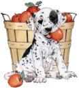 cute puppy