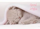 good night