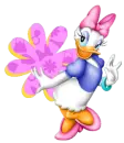 daisy with a flower