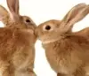 bunny kiss