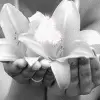 magical flower