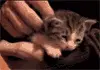 spoiled kitty