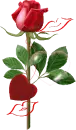 Red Rose