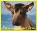 Perro sin pelo del Peru