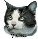 teresa's cat