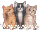 teresa's kitten