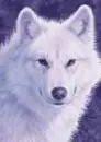 white wolf