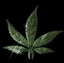 weed