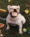 Smiling Dog