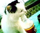 Kitty and Water Bottle