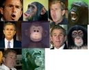 George Is a monkey