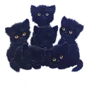 Black ktttens blinking