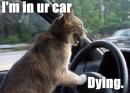 funny cat