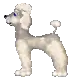 Dogs