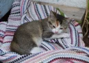 kitty