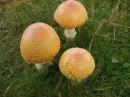shrooms