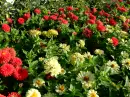 flowers garden