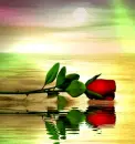 rose