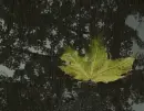 leaf in the rain