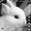 bunny