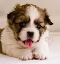 cute