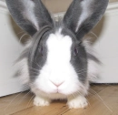 bunny with style!