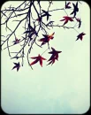 automne