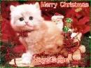 CHRISTMAS KITTY
