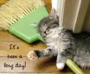 cute