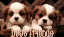 friends
