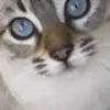 Blue eyes