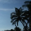 Shadow of the palm