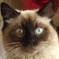 Eyes blue and green