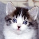 Gato bebÃ©