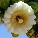Flor de Sahuaro