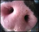 kc's pigs