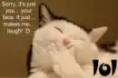 funny cat