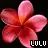 lulu