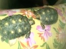 Turtle Love