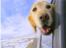 hello