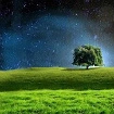 Tree On Hill