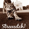 Cat Stretch